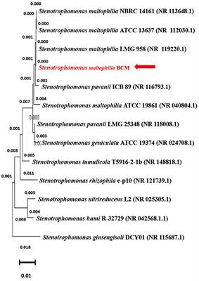 Biofertilizer and biocontrol properties of Stenotrophomonas maltophilia BCM emphasize its potential application for sustainable agriculture